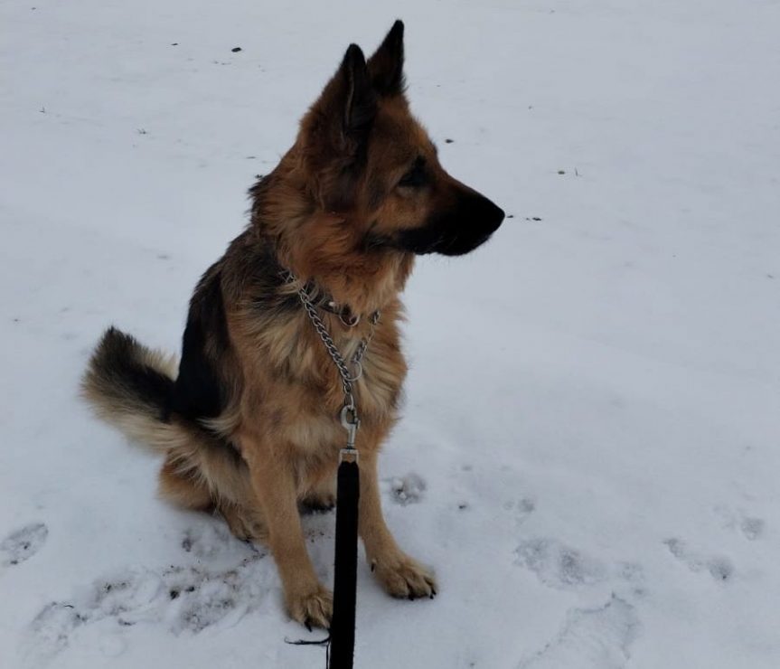 Městská policie hledá nového majitele pro opuštěného psa